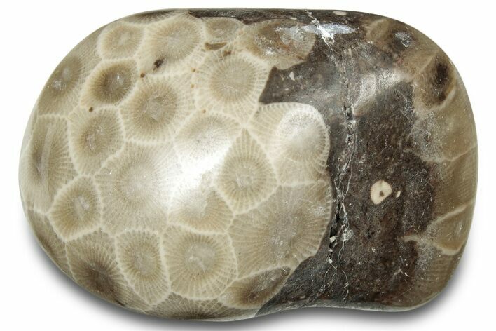 Polished Petoskey Stone (Fossil Coral) - Michigan #322982